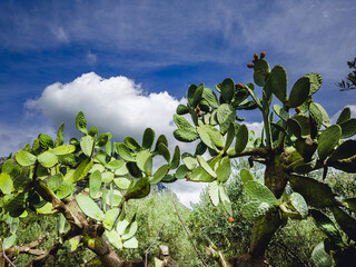 Close-up of a cactus with green, flat, oval pads against a bright blue sky, highlighting the striking contrast and unique flora