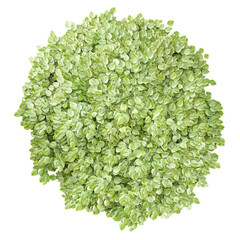 3d rendering of Soleirolia tree treeisolated on transparent Canvas from the top view