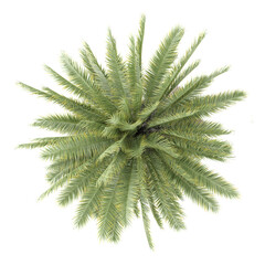Collection of Canary Island date palm plant isolated on transparent Canvas from the top view