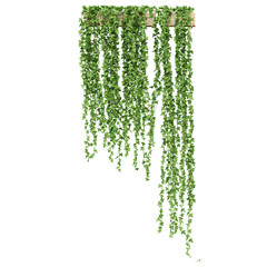 collection of indoor hanging plant with realistic style