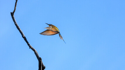 Blue-tailed Bee-eater, Merops philippinus, landing on branch in forest park, richly coloured, slender bird, green overall, blue tail, thin black mask, brown throat, bird spreads wings, prey in mount