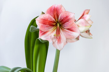 Amaryllis variety Provence. Amaryllis flowers. Hippeastrum. Flower of Holland. Hippeastrum grade Provence. Amaryllidaceae. Dutch flowers.