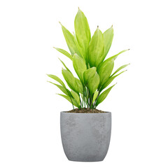 3d illustration of Echinodorus grisebachii plant in planter isolated on transparent canvas