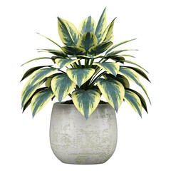 collection of Plantain lilies plant in planter with realistic style