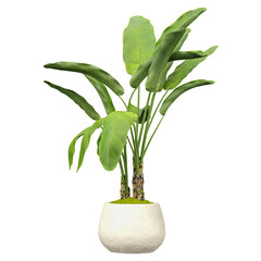 Indoor Strelitzia nicolai plants in  planter isolated on transparent Canvas