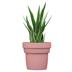 Potted green Dracaena trifasciata plants isolated on transparent Canvas
