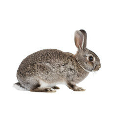 Fototapeta premium A fluffy and adorable bunny rabbit, featuring detailed fur and a sweet expression, set against a transparent background.