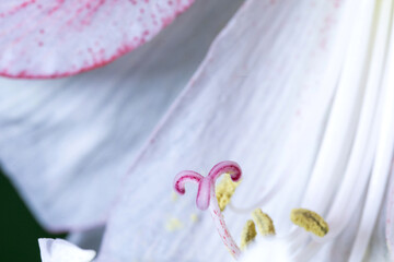 Stamen and pollen of a flower. Hippeastrum flower petals. Close up of pink flower. Flower of Holland. Amaryllidaceae. Dutch flowers. Amaryllis flowers. Hippeastrum. 