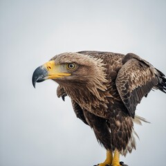Obraz premium A majestic white-tailed eagle on a white background.