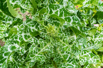 close-up of the top of the shoot of the milk thistle Silybum marianum