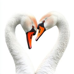 Fototapeta premium Valentine's Day Two Elegant Swans Forming a Heart Shape with Their Graceful Necks in a Serene Lake Environment Creating a Romantic and Tranquil Atmosphere Valentine's Dayisolate white background