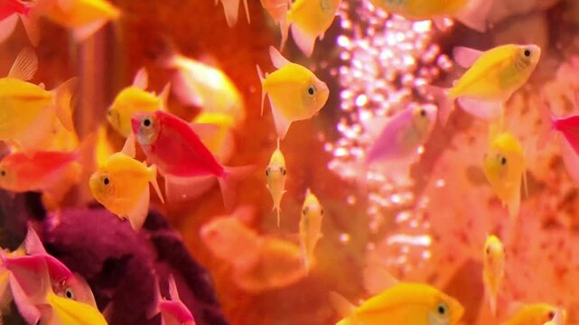 Tropical colored glofish or glow fish swimming in aquarium. It is a species of Zebra fish (Zebra Danio) that has colorful neon lights, from Cyprinidae family.