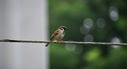 Naklejka premium sparrow on wire