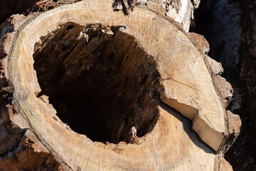 Large hollow in a tree. Cavity in the trunk of an old tree, stump. Texture and wooden background.