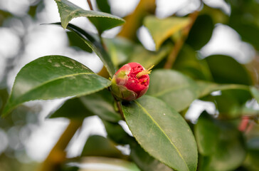 A radiant pink camellia in full bloom, its double-layered petals and vibrant green leaves creating a striking display of natural elegance