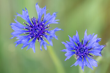 Background of blue cornflower flowers (Centaurea cyanus) in spring in a field.