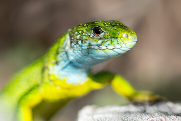 Male European green lizard (Lacerta viridis). Head of lizard or iguana close-up.