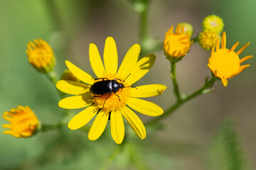 Jacobaea vulgaris is a species of flowering plant in the aster family (Asteraceae). The alkaloid jaconine has been isolated from the plant.