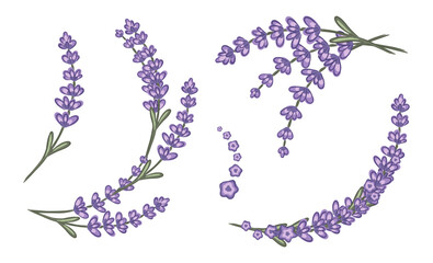Lavender set hand drawn illustrations depicting various arrangements of the flower in a decorative collection