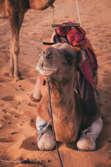 砂漠でお座りする可愛いラクダ