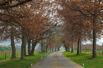 Path with autumn leaves trees in the wine country of Stellenbosh, Western Cape, South Africa