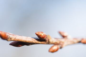 Cherry buds (Prunus avium) on a branch, close-up. End of winter, arrival of spring, leaves blooming on the trees.