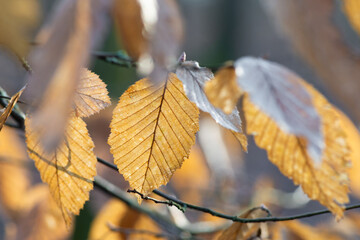 Yellow beech (Fagus) leaves on a tree close-up, blurred background, wallpaper. End of summer, arrival of autumn, falling leaves on trees.