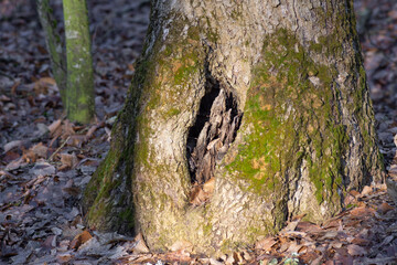 Big hollow in wooden trunk of old tree. Natural wood background.
