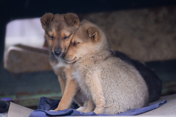 Two homeless abandoned dogs, young puppies. Animal care and support.