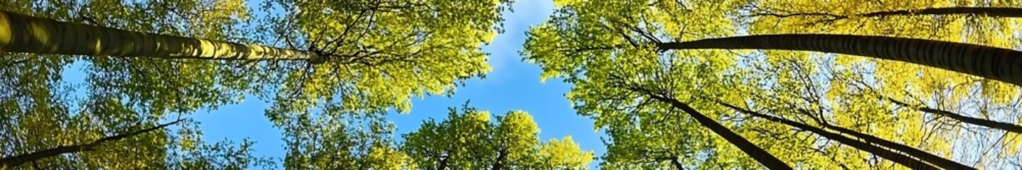 Fototapeta premium Looking up at the treetops, beautiful scenery with clear blue sky, perfect design background material, stunning details, high-definition quality, capturing nature's beauty through master photography 