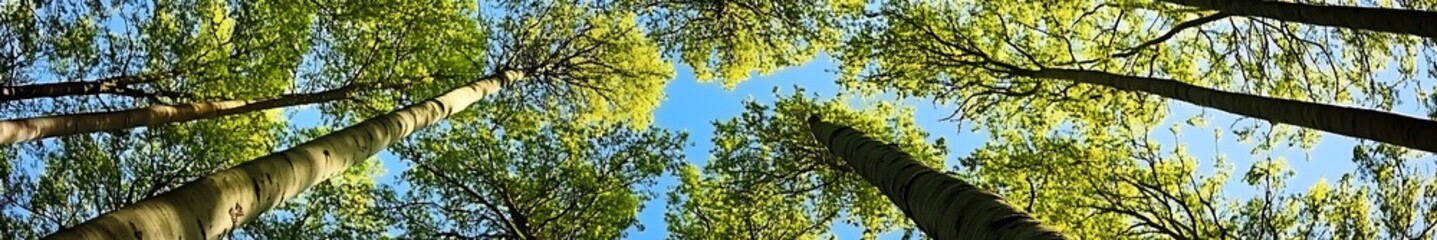 Fototapeta premium Looking up at the treetops, beautiful scenery with clear blue sky, perfect design background material, stunning details, high-definition quality, capturing nature's beauty through master photography 