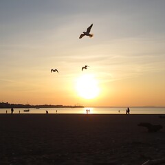 Sunset beach scene with birds flying.
