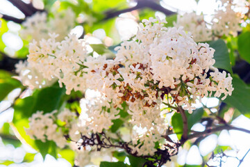 white blossom of syringa vulgaris in spring. lush cluster. botanical garden background
