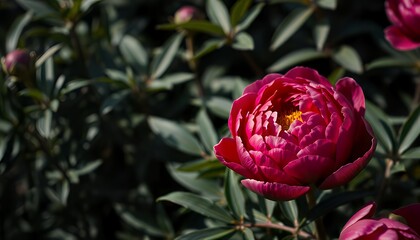 pink tulip flower