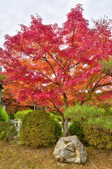 Naklejka premium 妙満寺の紅葉