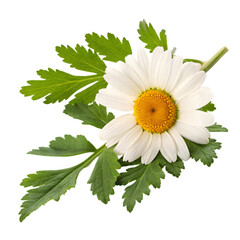 chamomile with leaves on transparent background