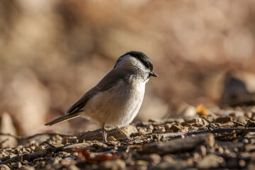 Closeup image of a marsh tit (Poecile palustris).