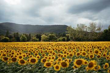 Obraz premium Golden sunflower field