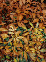 Yellow autumn maple leaves. Sunny autumn day. Fall in nature. Natural autumn fall background. Golden season. Bright orange and red leaf colors. Maple leaves in autumn sunny day.