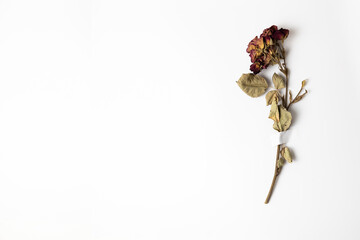 Dry rose flower taped with patch to white paper with copy space