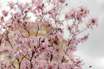 Blooming magnolia branches against the background of gray sky