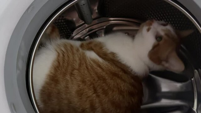 An orange cat is in the drum of a washing machine. Vertical video.