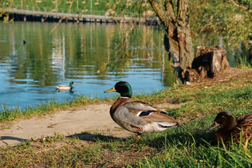 ducks are sitting on the shore of the lake in the grass