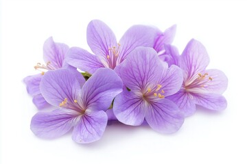 Obraz premium flower isolated on background