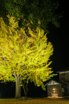 旧小学校の明り