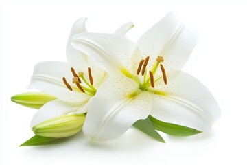 Fototapeta premium flower isolated on background