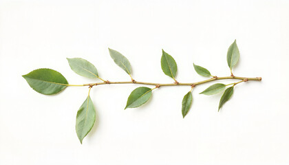 Fototapeta premium Green leaf branch against white background