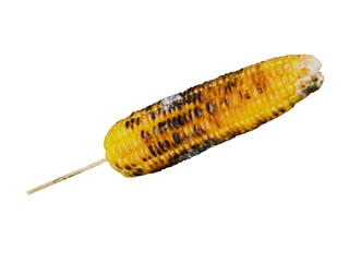 Grilled corn on the cob, smoky, sweet, and delicious treat. Suitable for a classic summertime barbecue, isolated white