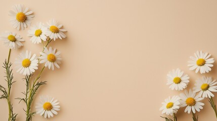 A frame of cheerful white daisies borders a clean white background