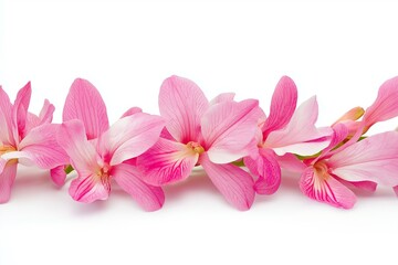 Obraz premium flower isolated on background